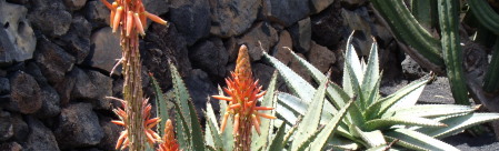 paartherapie_urlaub_paarcoaching_kaktusgarten