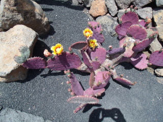  paartherapie_urlaub_paarcoaching_kaktusgarten_lanzarote_kanaren